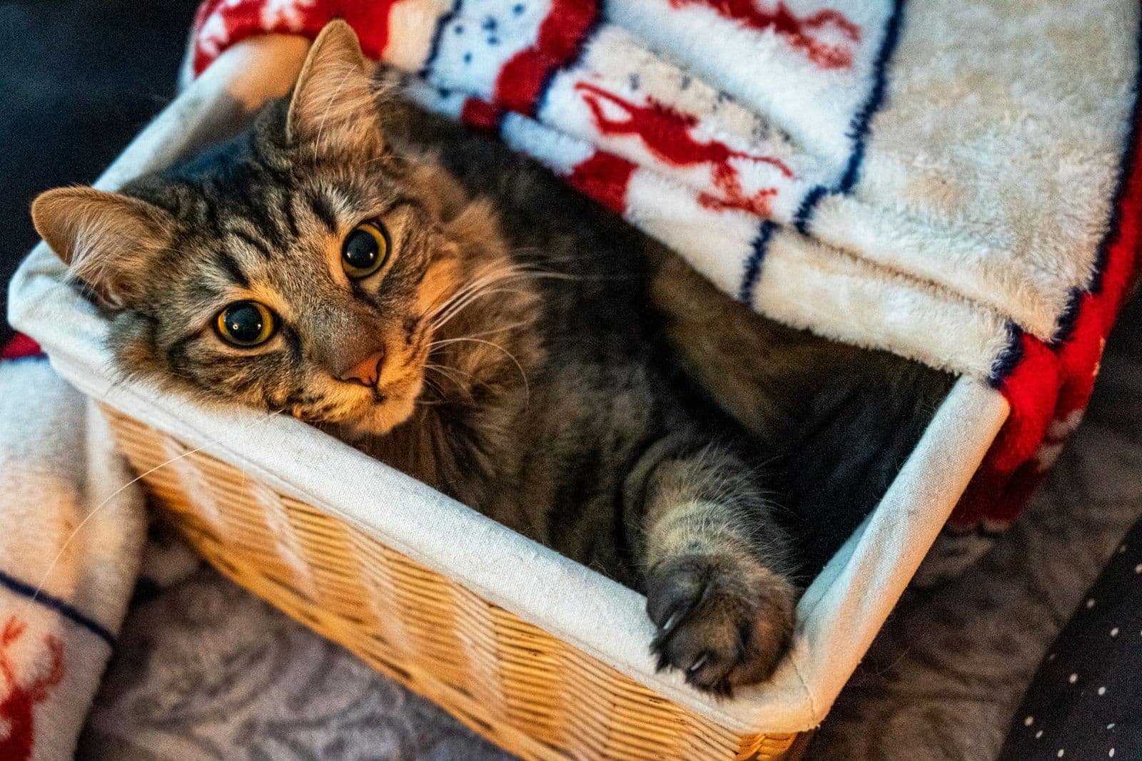 A cat resting comfortably in a soft-lined carrier